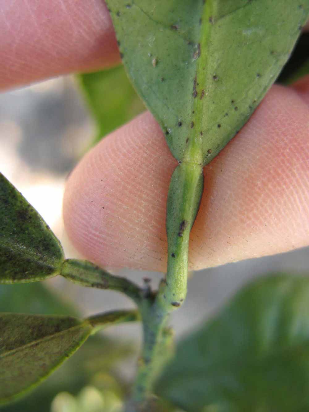            Petiole (Sanguinelli, Winter Haven, FL)   